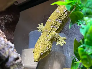 Gecko reptiles Male Moro Leachie Gecko With Set Up - Advert 10