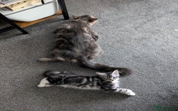 Domestic Shorthair cats for sale: Beautiful girl ready to leave! - Image 7
