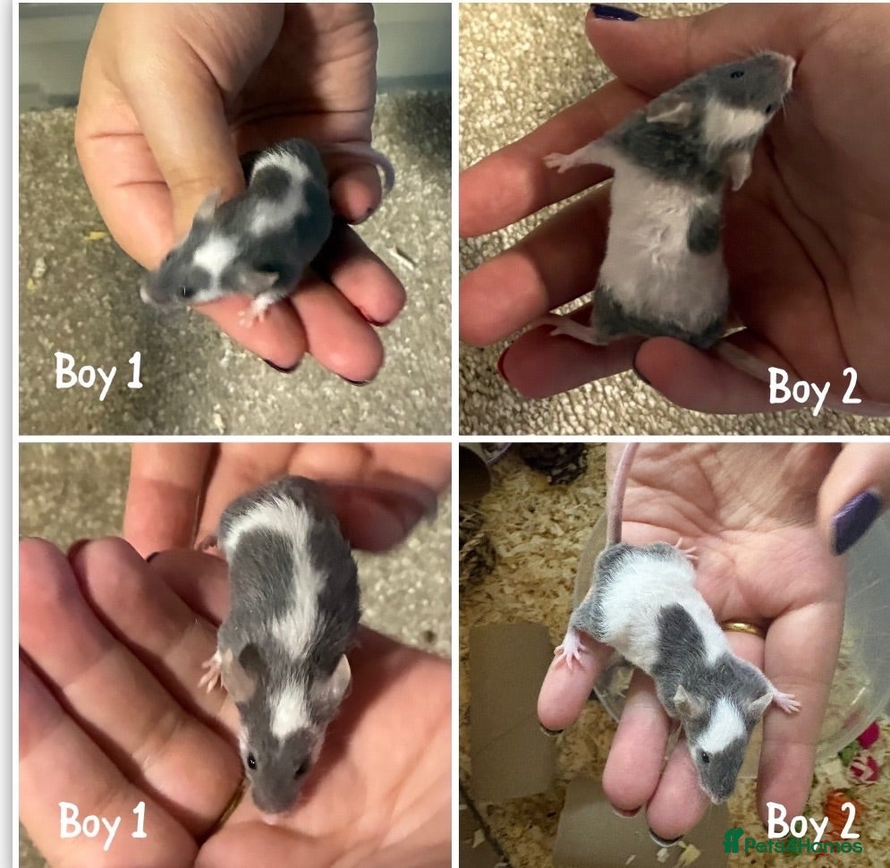 Mouse rodents BABY FANCY MICE FOR SALE - Advert 1