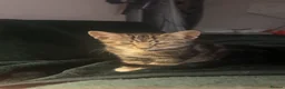 Mixed Breed cats for sale: 3 male kittens  - Advert 4