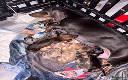 Miniature Dachshund dogs for sale: Mixed litter of beautiful miniature dachshunds  - Image 3