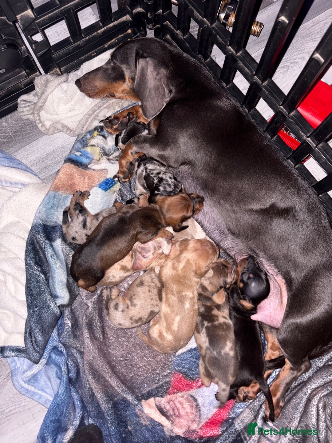 Miniature Dachshund dogs for sale: Mixed litter of beautiful miniature dachshunds  - Image 3