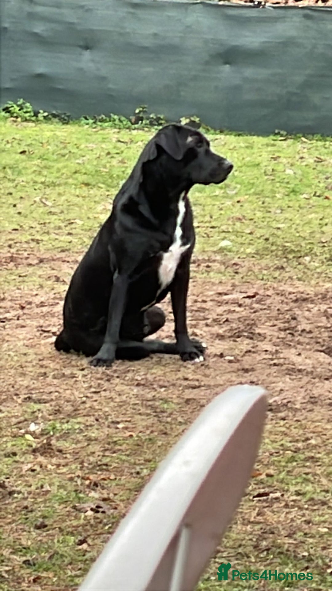 Mixed Breed dogs for adoption: SHEAMUS-a sensitive Soul for the right Human Match - Advert 6