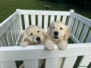 Golden Retriever dogs 8 weeks old Golden retriever puppies - Advert 3