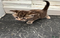 Mixed Breed cats for sale: Maine coon x kittens  - Image 8