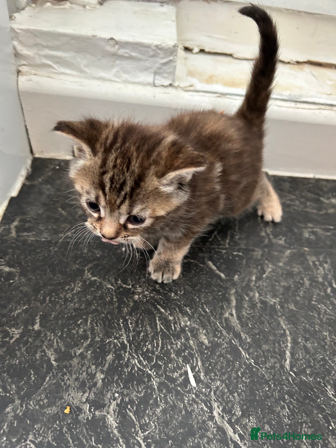 Mixed Breed cats for sale: Maine coon x kittens  - Image 8