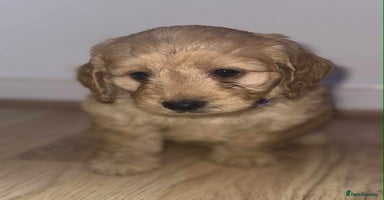 Cockapoo dogs - Advert 1