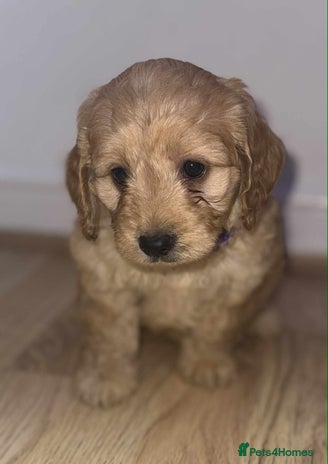 Cockapoo dogs - Advert 15