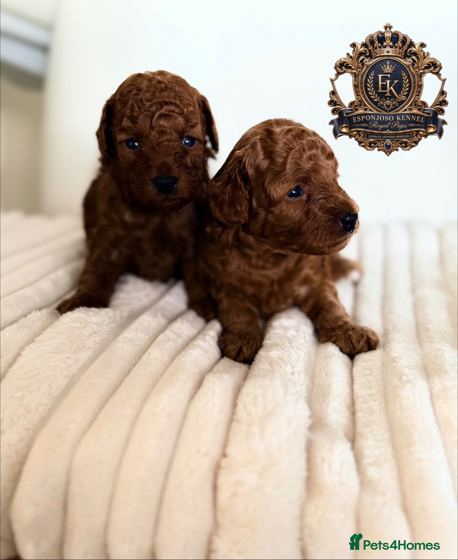Toy Poodle dogs 5⭐️licensed ESPONJOSO tiny Half Asian Toy Poodle👑 - Advert 4