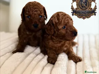 Toy Poodle dogs 5⭐️licensed ESPONJOSO tiny Half Asian Toy Poodle👑 - Advert 4