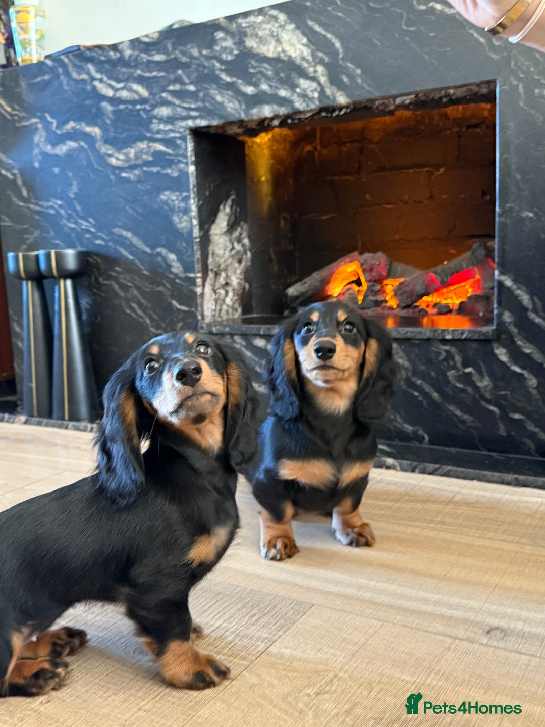 Miniature Dachshund dogs for sale: KC registered miniature dachshund long haired - Advert 2
