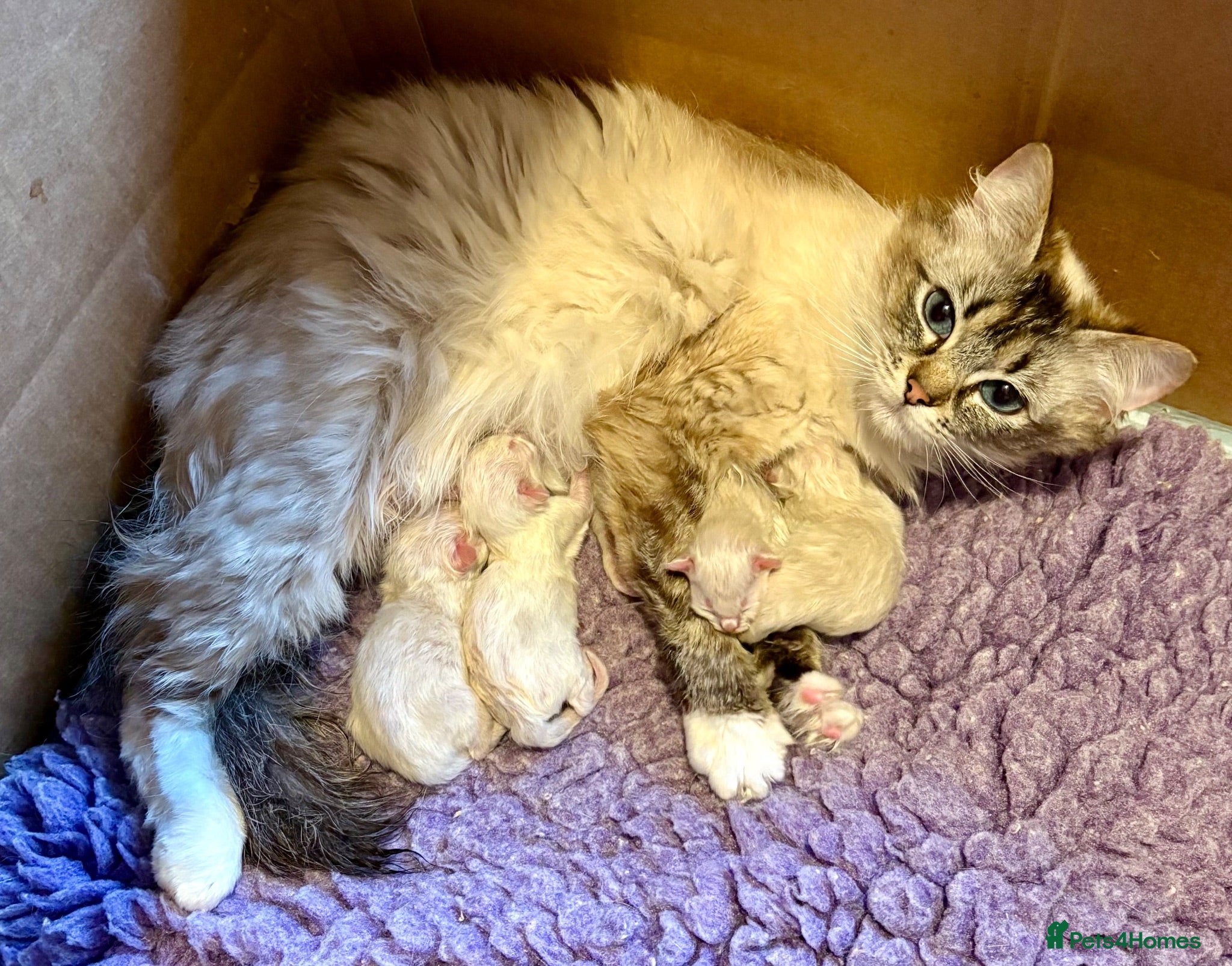 Ragdoll cats Grand Champion Sired Ragdoll Kittens - Advert 2