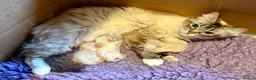 Ragdoll cats for sale: Grand Champion Sired Ragdoll Kittens - Advert 2