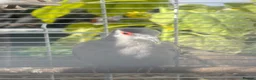 Doves birds for sale: Female diamond dove for sale  - Advert 2