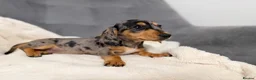 Miniature Dachshund dogs for sale: ** KC reg stunning Mini Dachshund Champ puppies ** - Advert 9