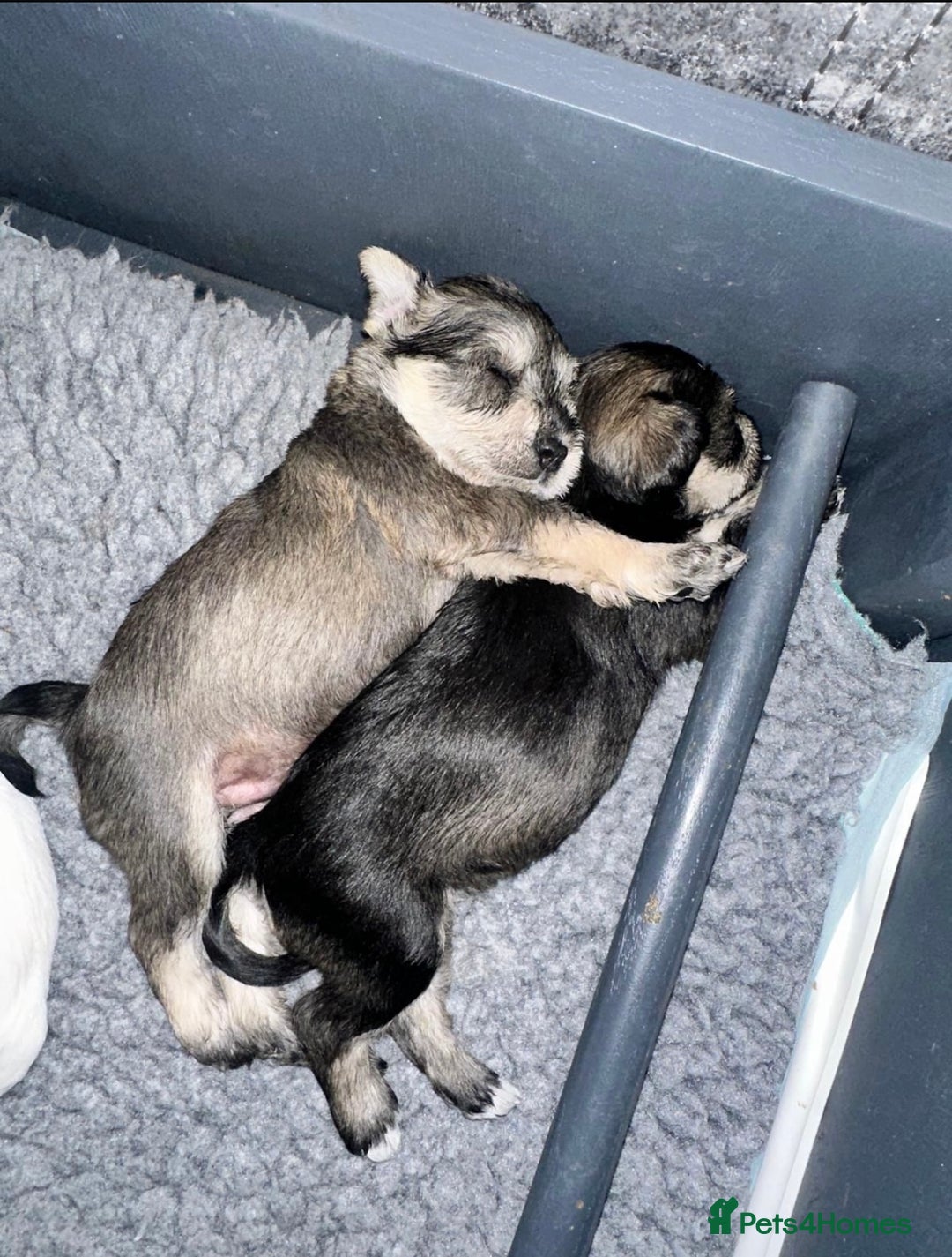 Miniature Schnauzer dogs for sale: 🐾 STUNNING KC REG MINIATURE SCHNAUZERS 🐾 - Image 9