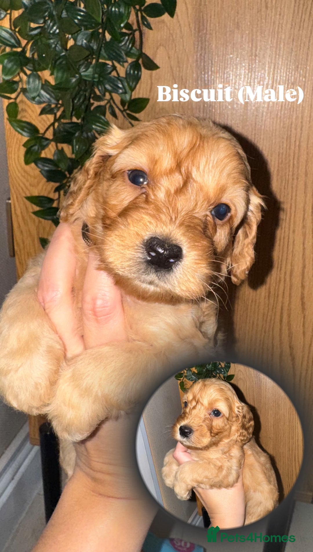Cockapoo dogs for sale: 6 Stunning Cockapoos ✨ AVAILABLE NOW ✨ in Stalybridge - Image 5