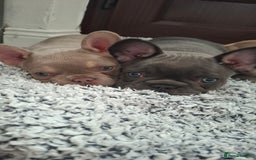 French Bulldog dogs for sale: Frenchbulldog puppies for sale - Image 1