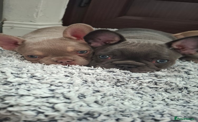 French Bulldog dogs - Advert 1
