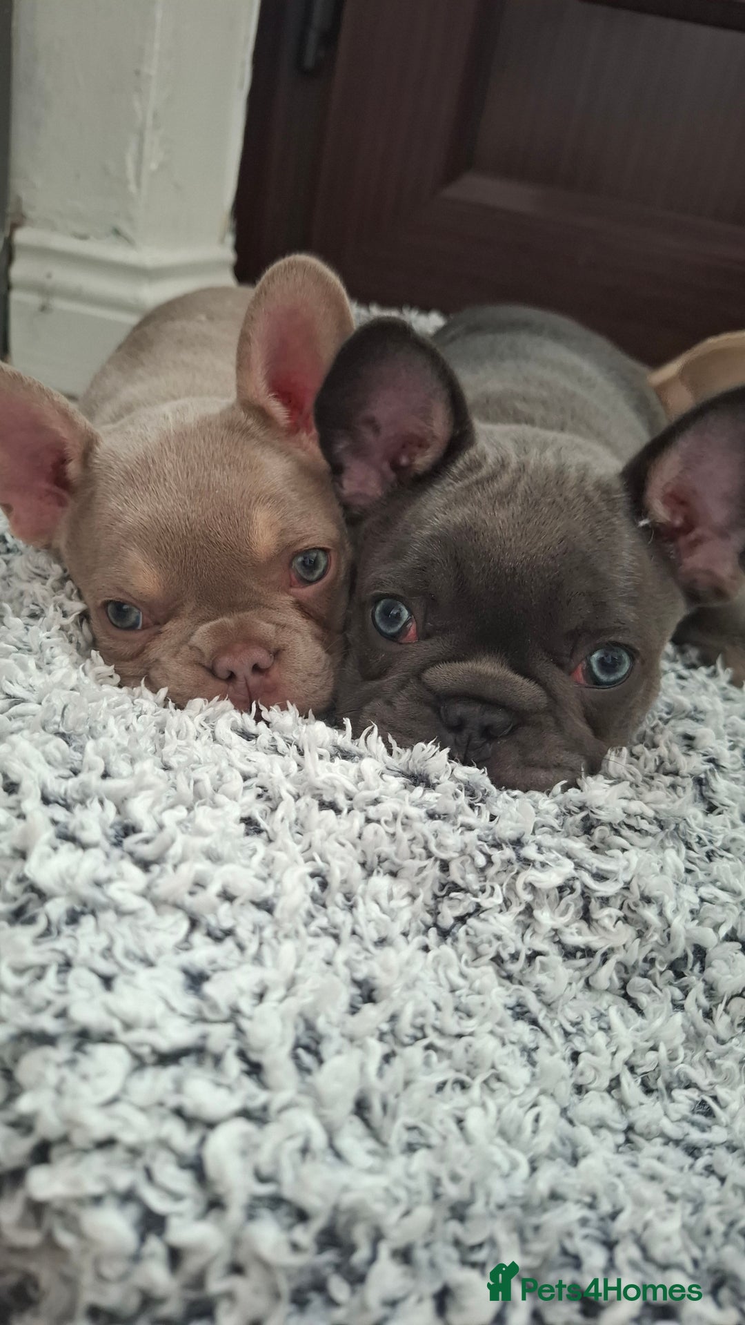 French Bulldog dogs for sale: Frenchbulldog puppies for sale - Image 1