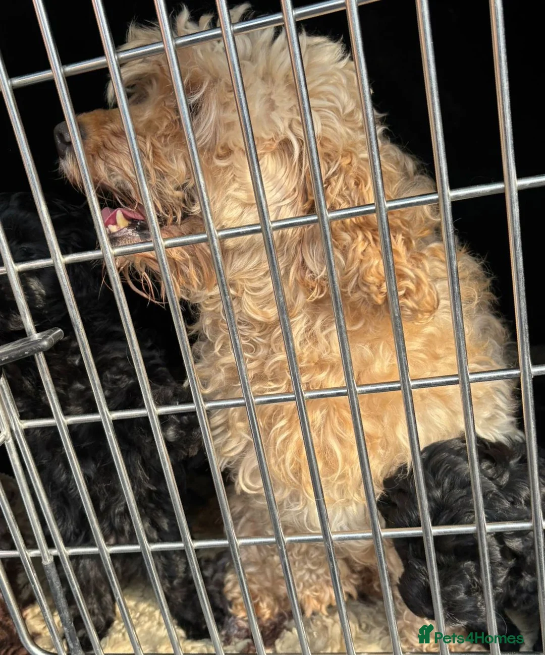 Cockapoo dogs for sale: Stunning Cockapoo Puppies: Merle Apricot and Black - Advert 2