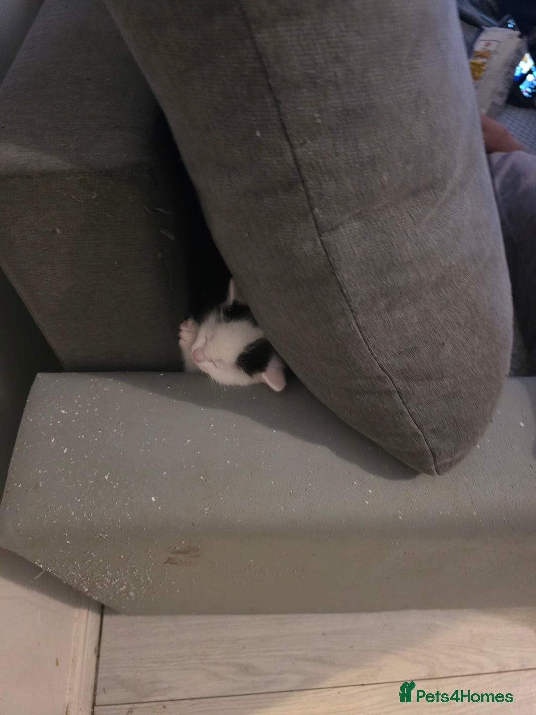 Domestic Shorthair cats for sale: Black and white  - Advert 1