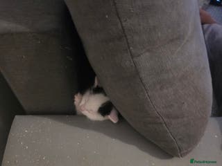 Domestic Shorthair cats Black and white - Advert 1