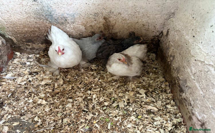 Chickens poultry - Advert 7