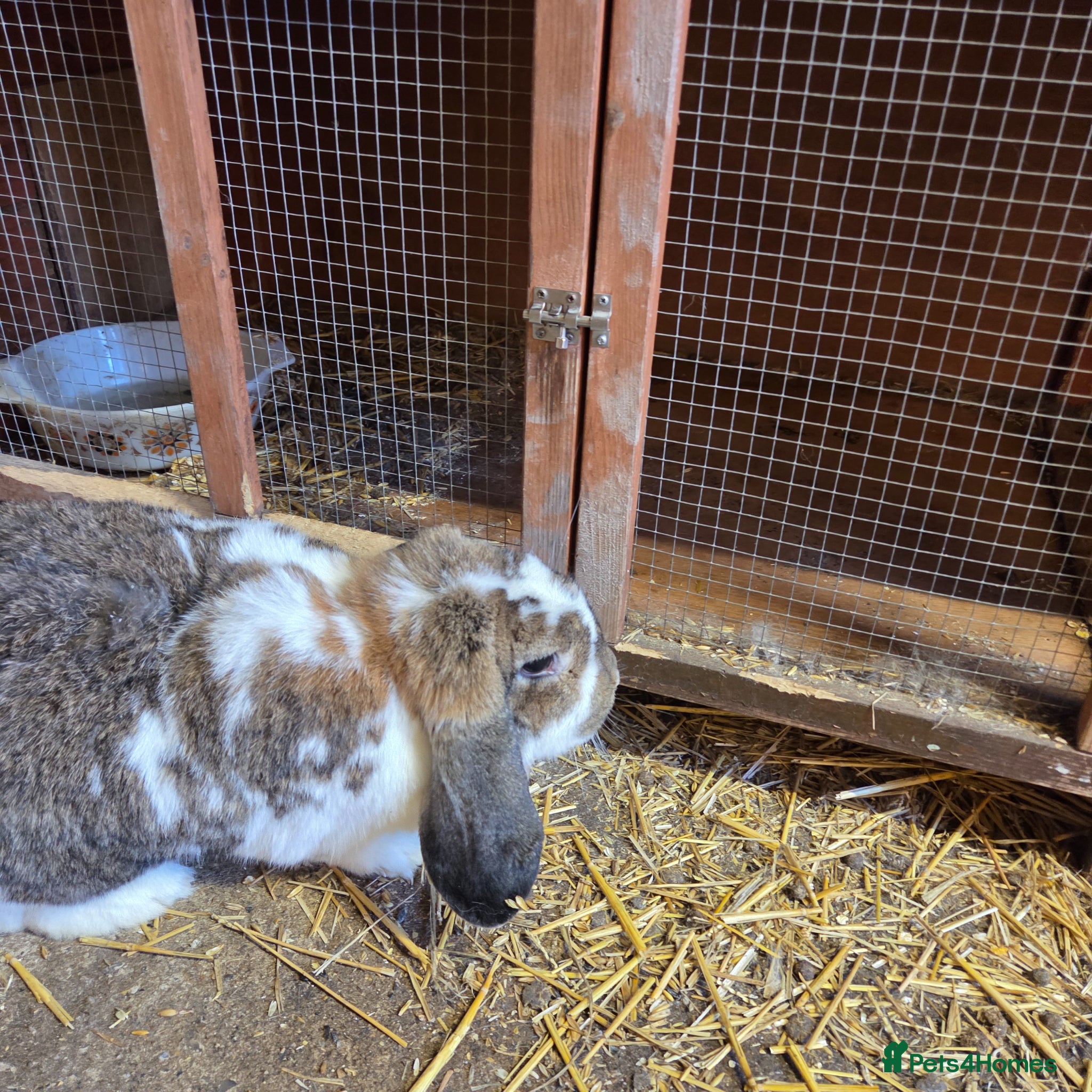 French Lop rabbits Giant french lop female  - Advert 2