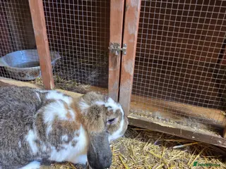 French Lop rabbits Giant french lop female - Advert 3