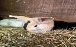 Mixed Breed rabbits for sale: Baby bunnies - Image 10