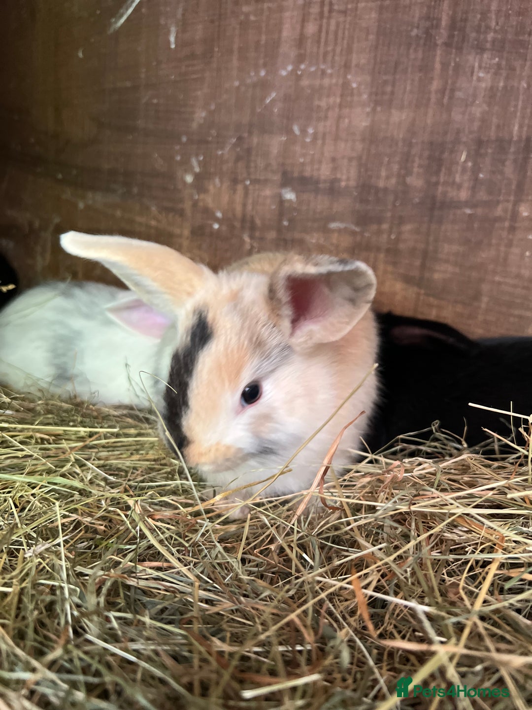 Mixed Breed rabbits for sale: Baby bunnies - Image 10
