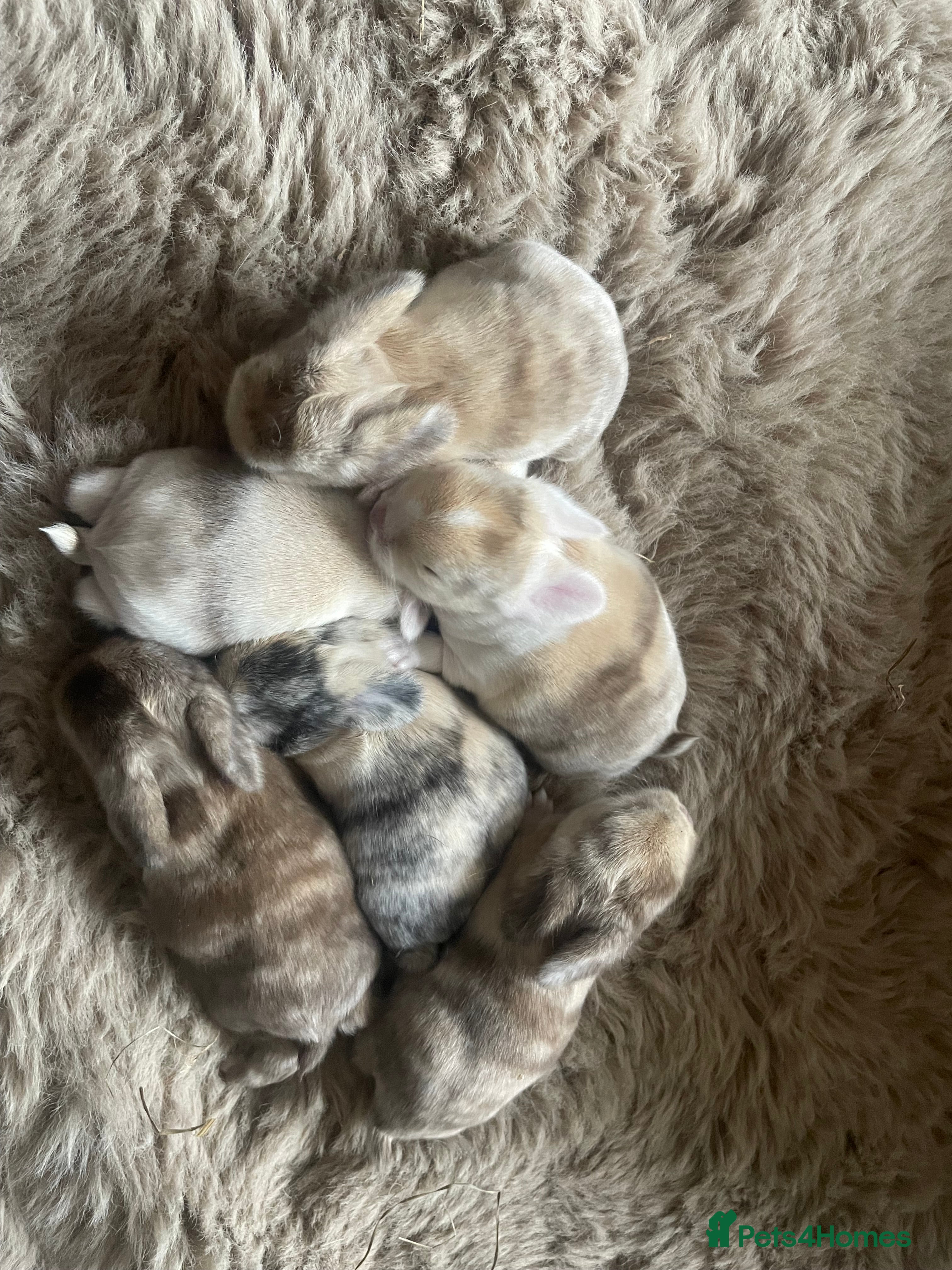 Mini Lop rabbits Mini Lop kits - Advert 1