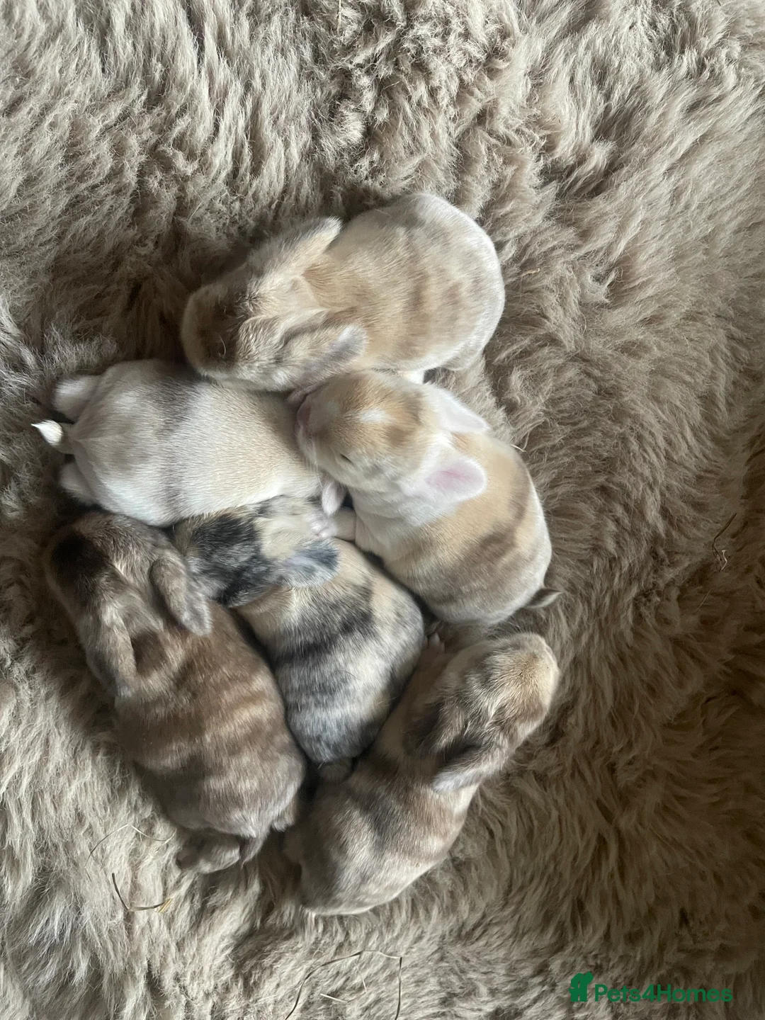 Mini Lop rabbits for sale: Mini Lop kits - Advert 1