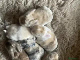 Mini Lop rabbits Mini Lop kits - Advert 1