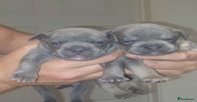 Mixed Breed dogs - Advert 14