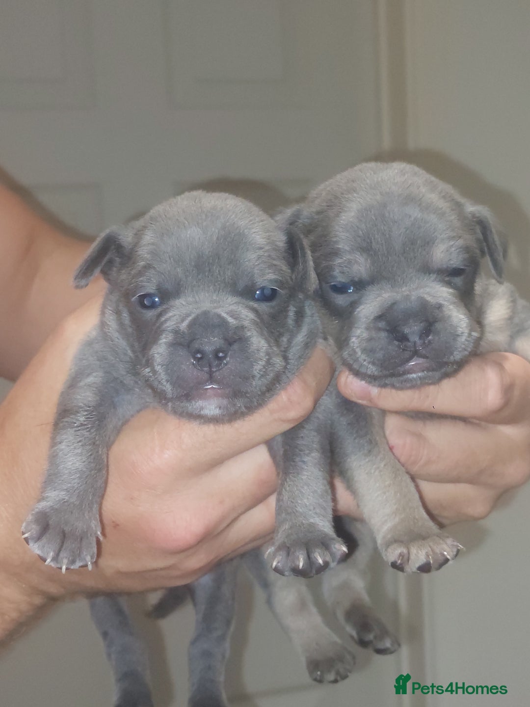 Mixed Breed dogs for sale: FRENCH BULLDOG X STAFFY  - Image 2