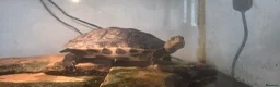Turtle reptiles for sale: Chinese Stripped neck turtles. in Manchester - Advert 3