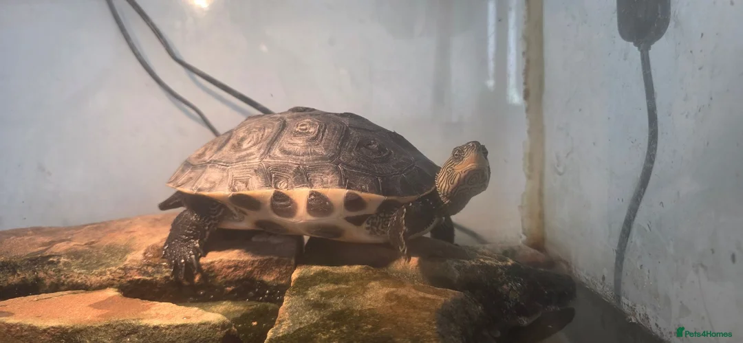 Turtle reptiles for sale: Chinese Stripped neck turtles. in Manchester - Advert 3