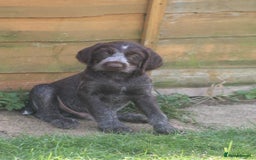 German Wirehaired Pointer dogs for sale: Beautiful Gwps puppies - Image 13