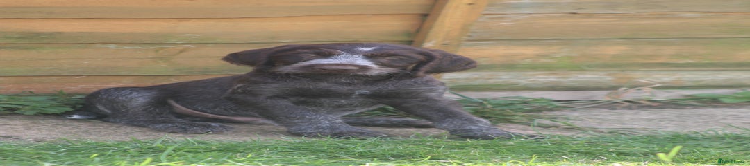 German Wirehaired Pointer Puppy 4