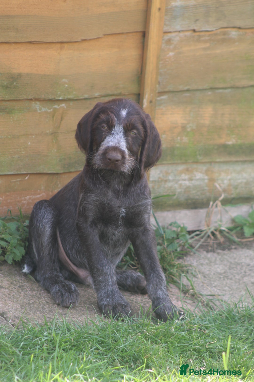 German Wirehaired Pointer dogs for sale: Beautiful Gwps puppies - Image 13