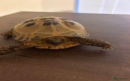 Tortoise reptiles for sale: Horsfield Tortoise - Image 4