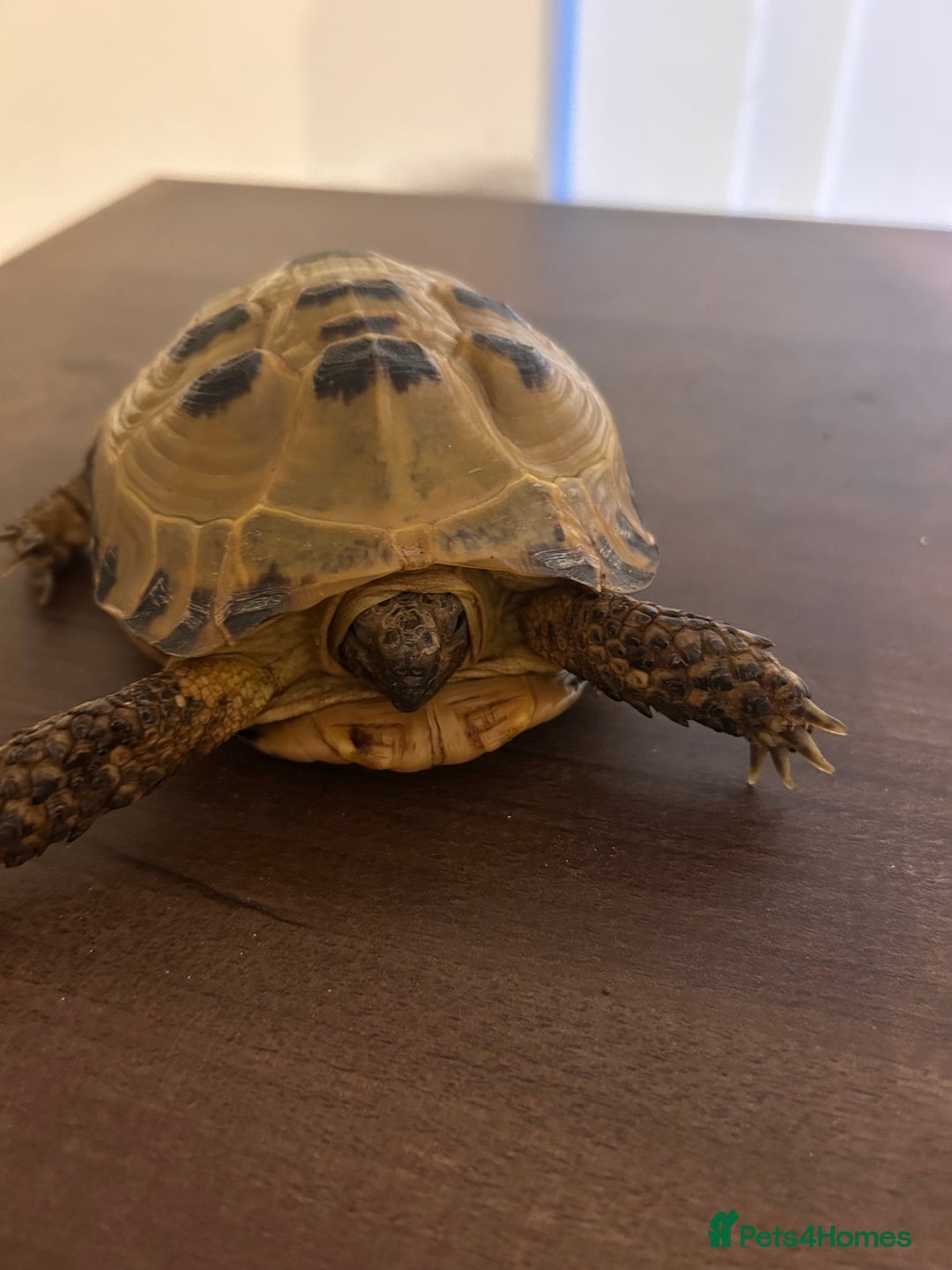 Tortoise reptiles for sale: Horsfield Tortoise - Image 4