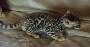 Bengal cats - Advert 7