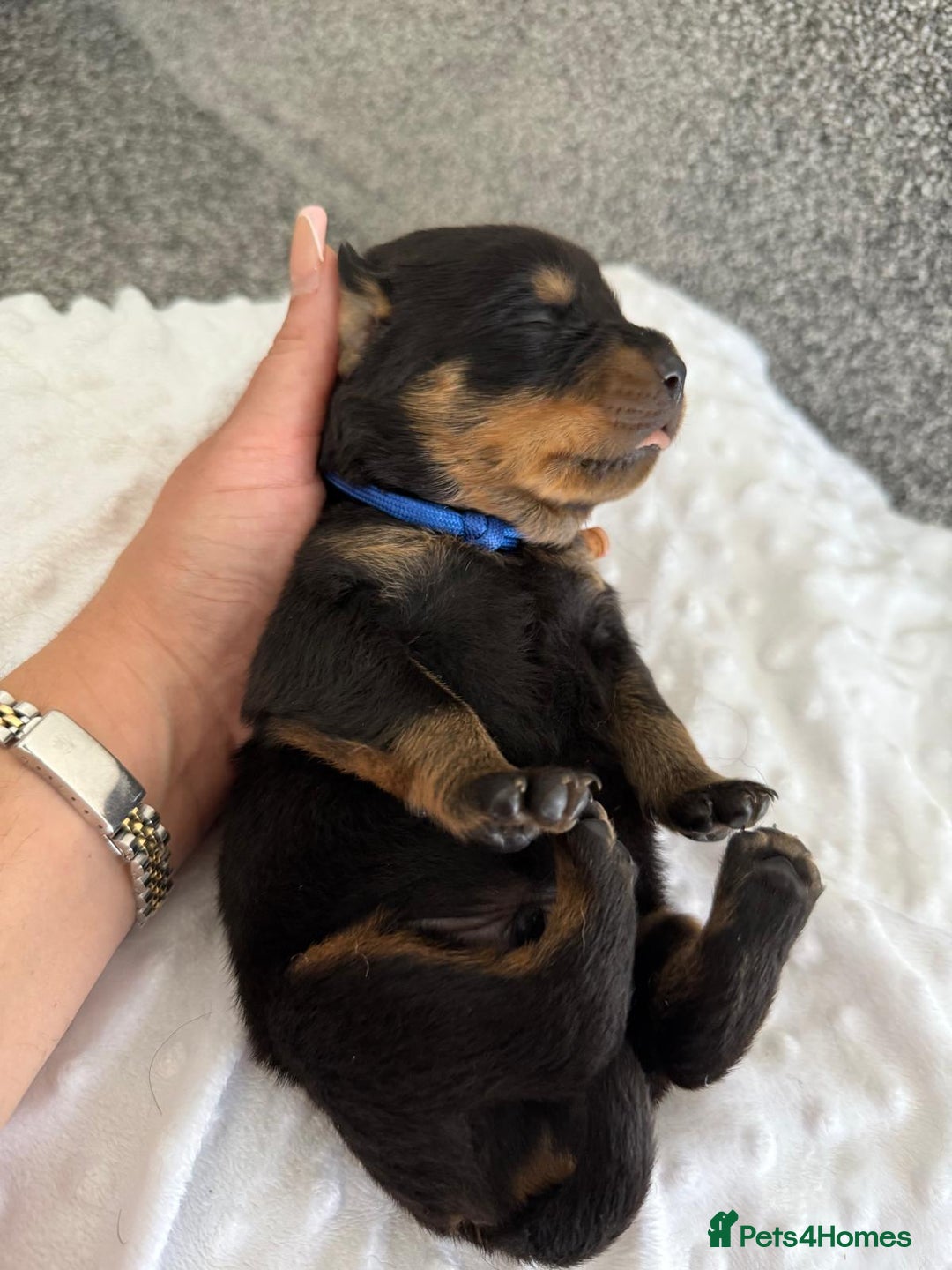 Rottweiler dogs for sale: Stunning chunky Rottweiler puppies - Image 5