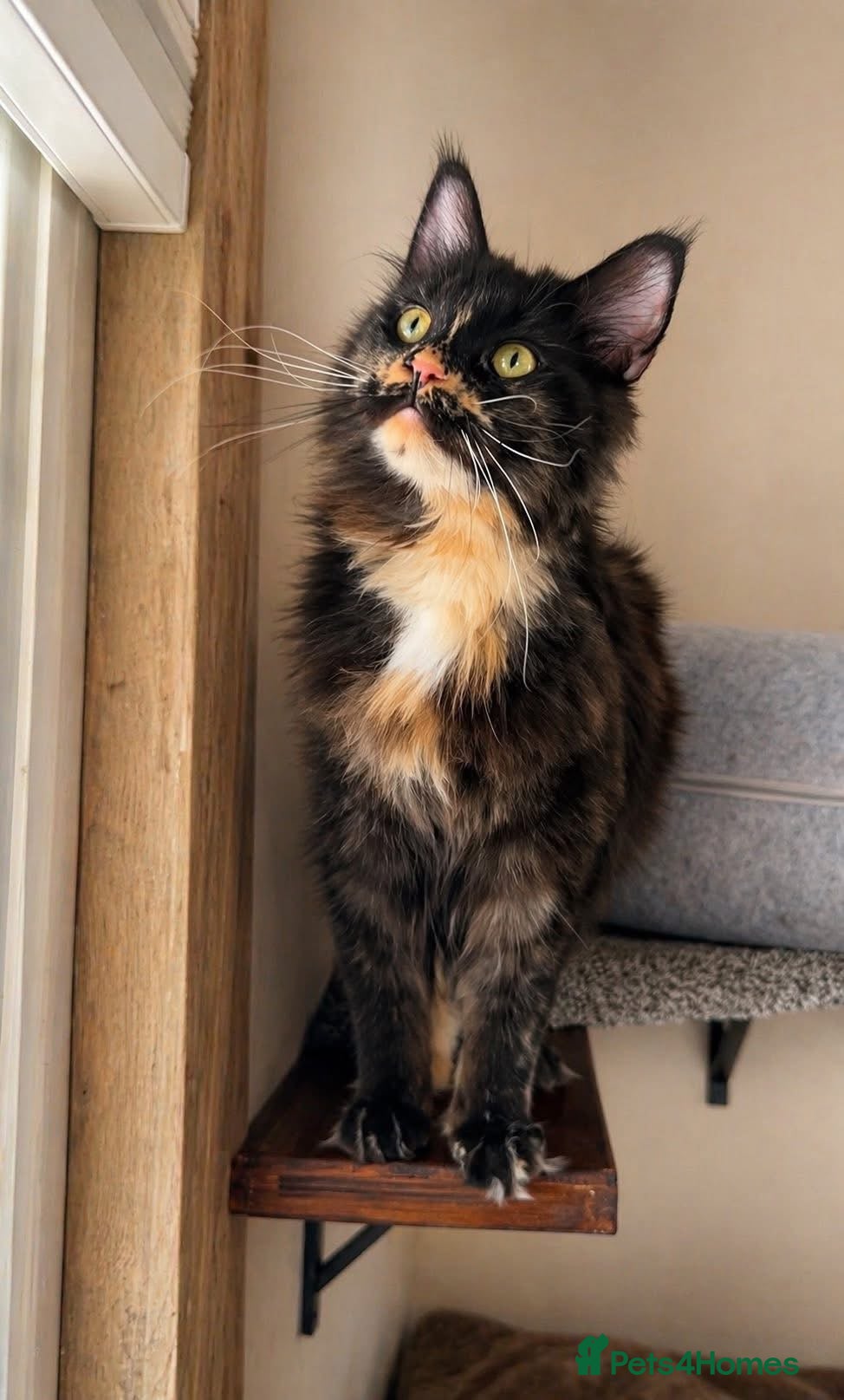 Maine Coon cats BEAUTIFUL MC KITTENS .  - Advert 1
