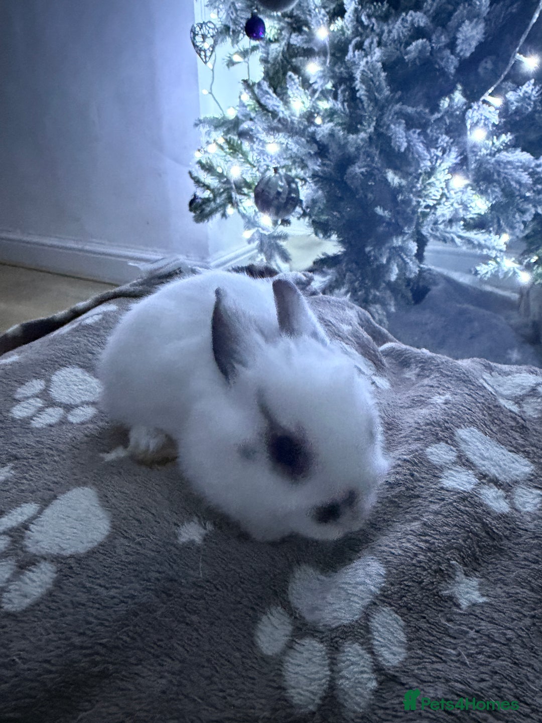 Netherland Dwarf rabbits for sale: 7 netherland dwarf baby bunnies  - Advert 8