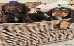 Cocker Spaniel dogs for sale: Ready this Thursday vet checked  - Image 16