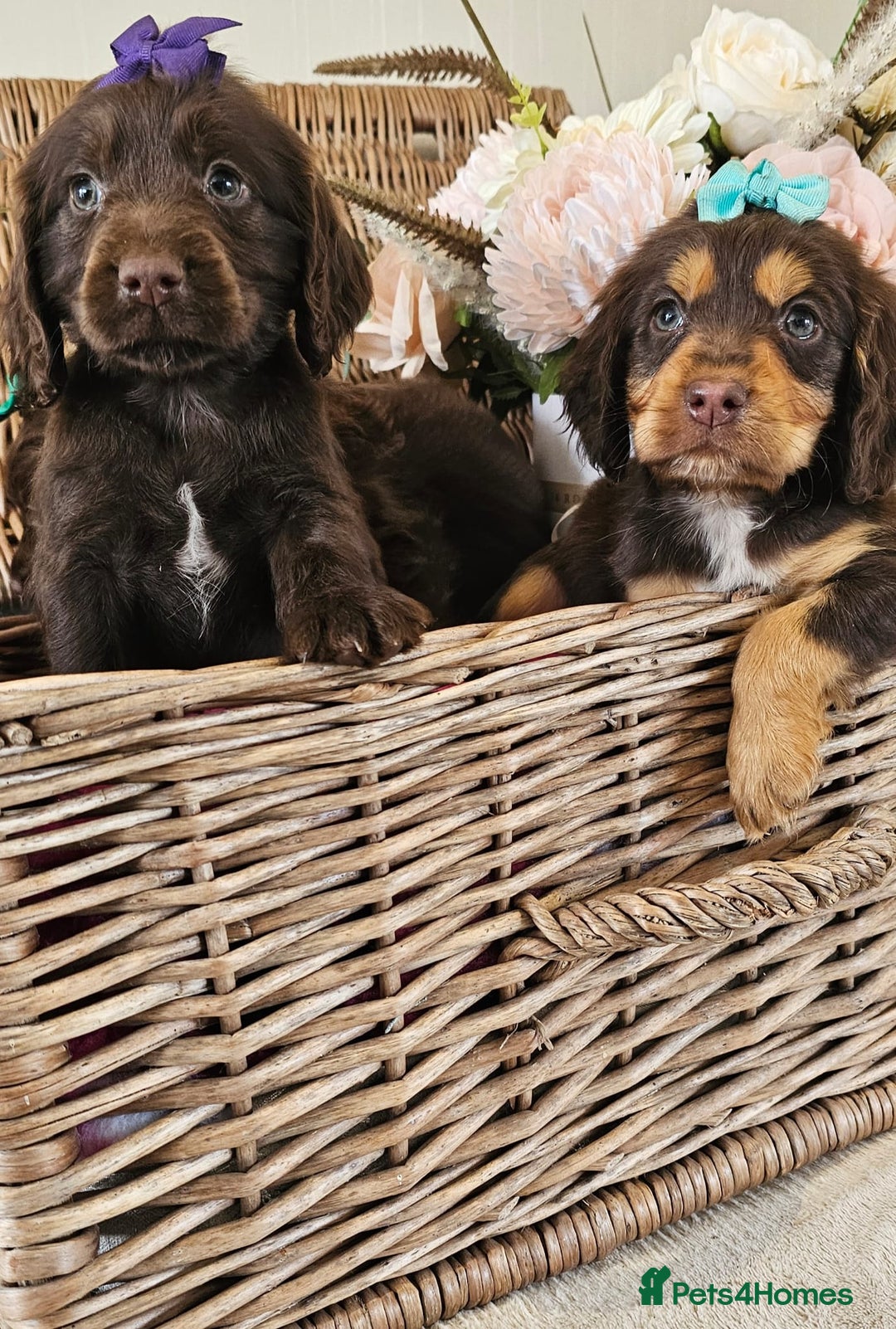 Cocker Spaniel dogs for sale: Ready this Thursday vet checked  - Image 16